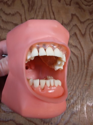 Life Size Halloween Prop! Haunted House Costume Gag Display Removable Teeth! - Bild 4 von 13