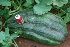 ORGANIC GIANT LONG COURGETTE MARROW 12 Seeds Disease Resistant UK RECORD GloShip