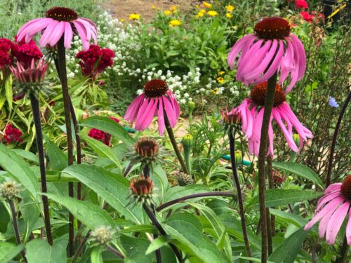 Organic Echinacea Purple Coneflower Perennial Medicinal Edible Flower~2023 Seeds - Picture 4 of 8