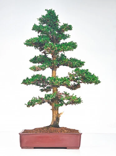 Bonsai Tanne online kaufen | eBay.de