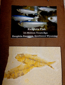 Knightia eocaena Fossil Fish Fossil Lake Green River Fm Wyoming