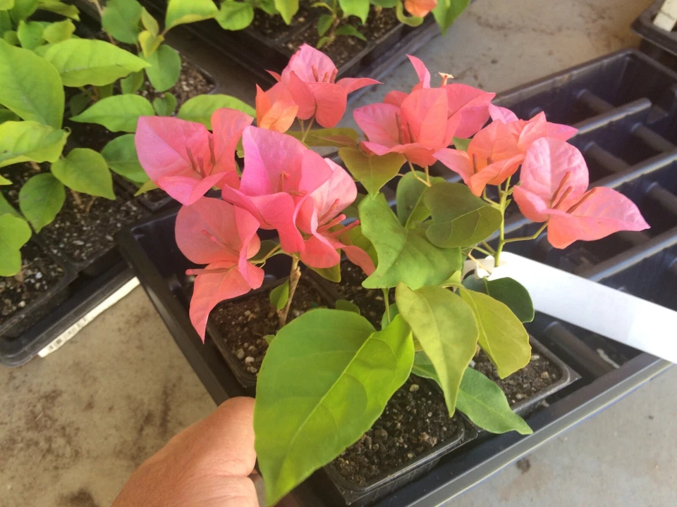 Bougainvillea - 'Orange King' - Image 2 of 3