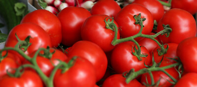 50 Samen Tomate MONEYMAKER  frühe ertragreiche Sorte robuste Hellfrucht-Tomaten