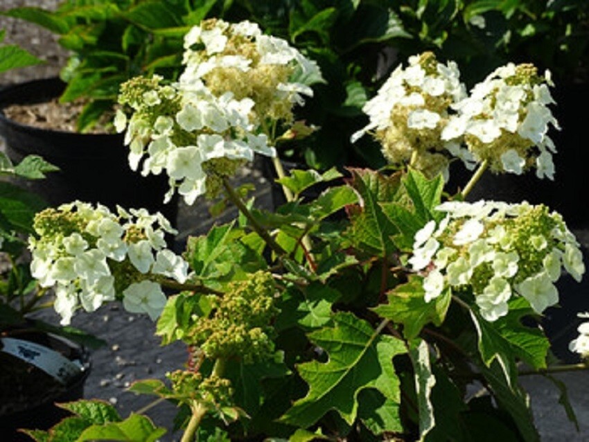 Dwarf Munchkin Oakleaf Hydrangea Plant 5-7 Inch Cutback Dormant