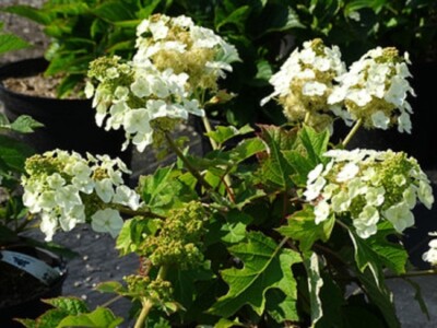 HYDRANGEA QUERCIFOLIA 'MUNCHKIN'-- PLANT- APPROX 5-7 INCH - CUTBACK - DORMANT