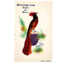 Bird Real Feather Greetings from Tijuana Mexico Hand Made Folk Art Postcard