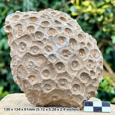 Hexagonien Korallenfossil - Mitteldevon Fossil aus Assa Zag, Marokko -