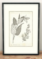 Antique Effect, Botanical Herbal Outline Prints - A4 Unframed