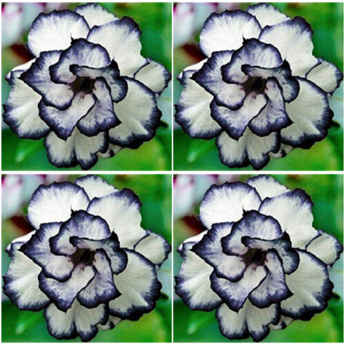 Black Tie Adenium Obesum Desert Rose Seeds Drought Tolerant Plant Seed Free Post - Picture 1 of 1