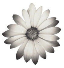 White Daisy Sticker Decal