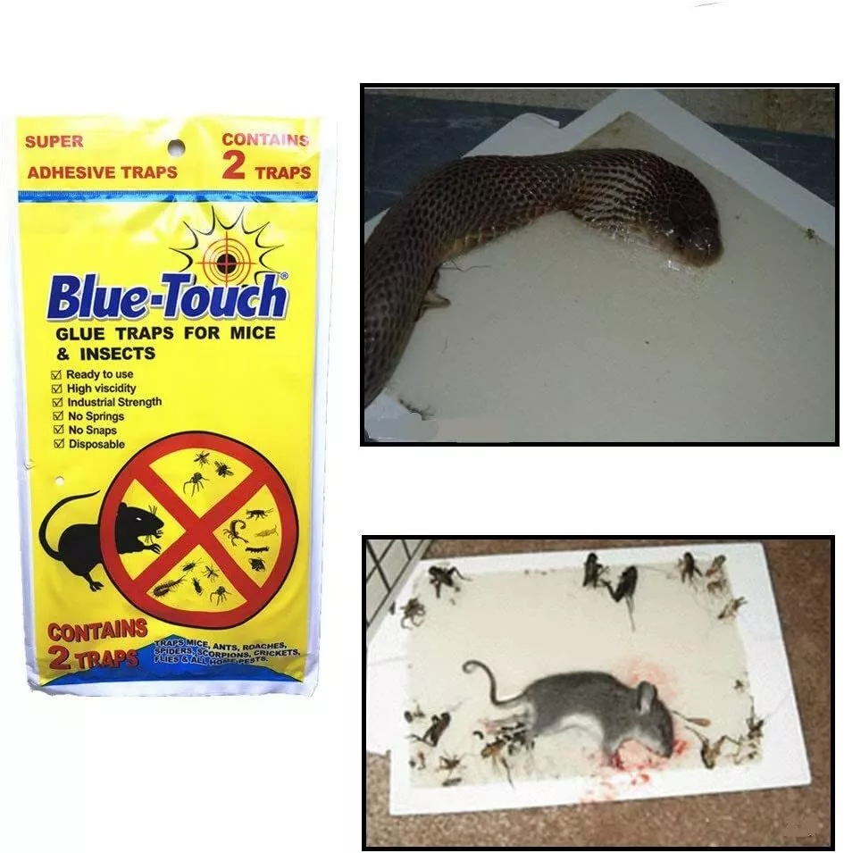 Mouse Glue Traps (4-Count)