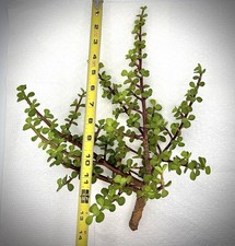 13  Tall EXACT Portulacaria Afra Cutting Easy to Root Spekboom Bonsai Material