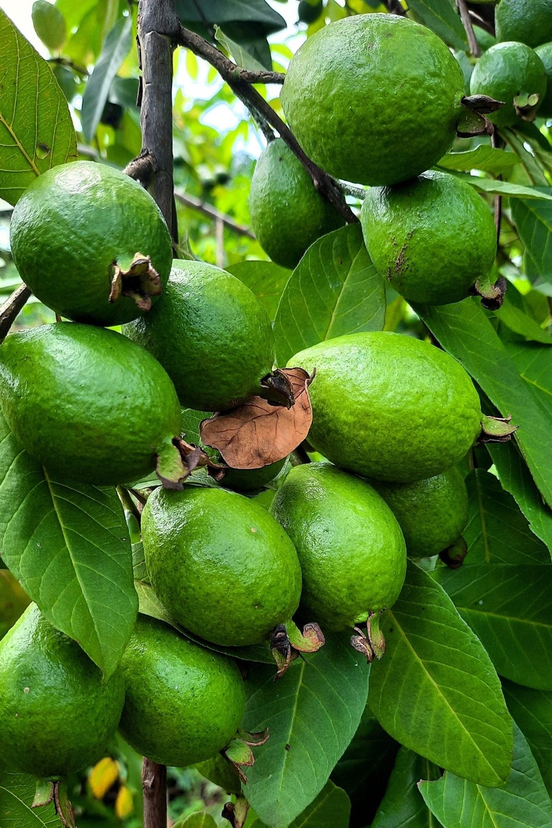 20 GUAVA Psidium Guajava Fruit Tree Shrub Evergreen Seeds *Flat S