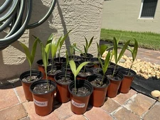 Foxtail Palm Tree Seedling