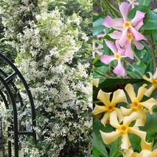 200 Mixed Star Jasmine Flower Seeds for Planting Climbing Jasmine Fragrant P...