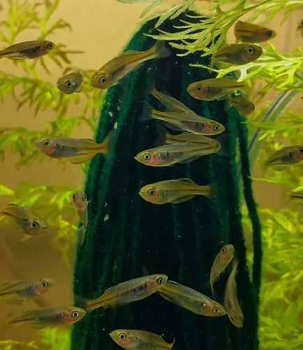 3 Boesemani Rainbow Fish 1"+ Tank Raised