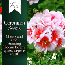 Packet Geranium Seeds -Fresh Harvest - Non GMO - Fragrant - 100 Seeds