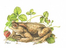 Ropucha ziemna Prawdziwe ropuchy Żaba rurka - Obraz z nadrukiem artystycznym - 25,5 x 17,5 cm