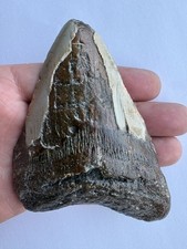 Megalodon Tooth 4.53" – Fossil Shark Tooth – USA Origin – No Restoration