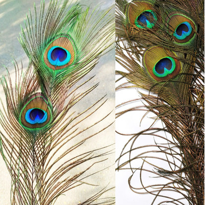 Iconic Peacock Eye Feather   Natural Decorative Feather Free Delivery || 20 pcs