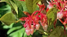 SALAL 1001 SEEDS GAULTHERIA SHALON, HARDY EVERGREEN SHRUB, EDIBLE BERRIES