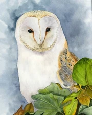 Barn Owl Wildlife Watercolour Print from an Original Watercolour Painting
