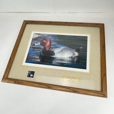 Canvas Back by Gerry Ellis Framed Print Duck Stamp Edition Collectable