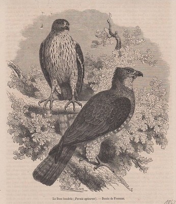 Orig. Holzstich: La buse bondree. Pernis apivorus. Dessin de Freeman.