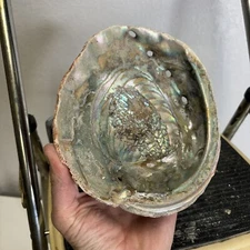 Abalone Shell Natural Iridescent Mother Of Pearl Smudging 7x6”