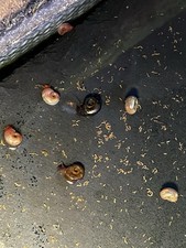 10 5Small Ramshorn Snails Live Freshwater  BLUE PINK RED BROWN Aquarium Cleaners
