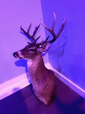Whitetail Deer Taxidermy Shoulder Mount Main Frame 8 with Matching Kickers