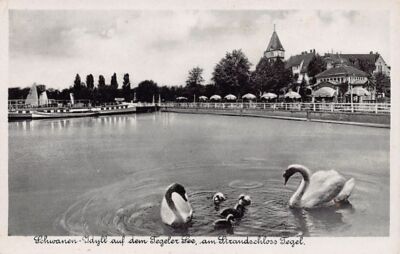 Deutschland - TEGEL Reinickendorf (Berlin) Schwanen Idylle auf dem tegeler See,
