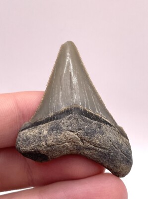 Quality Lowcountry Angustiden Shark Tooth Fossil 1.88 