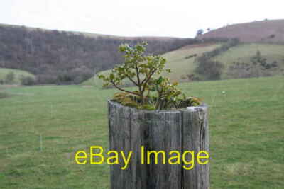 Photo 6x4 New Growth Llansantffraed-in-Elwel This caught my eye, a holly  c2008