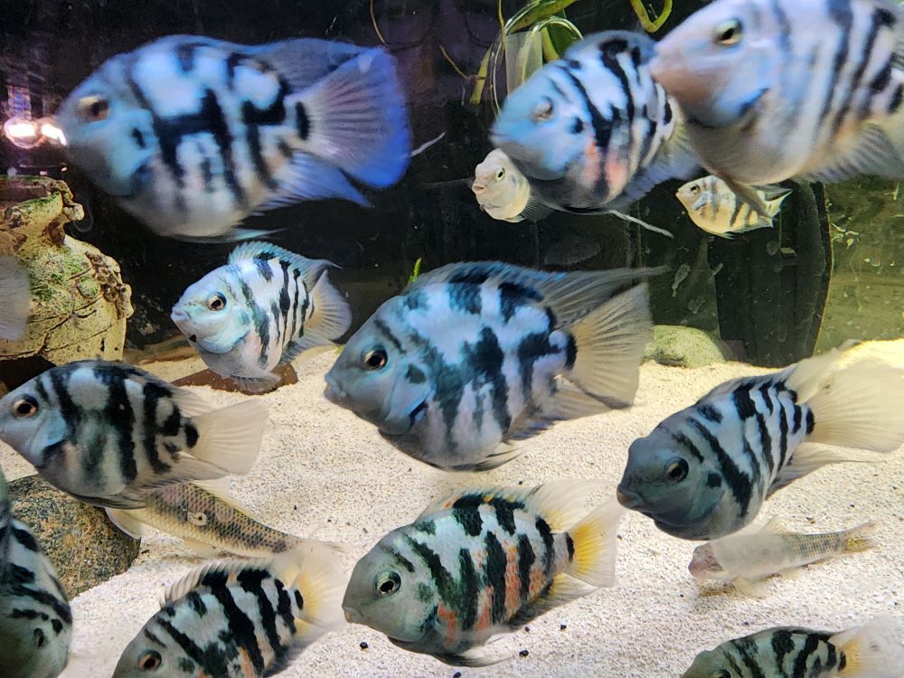 blue polar parrot fish Cichlid – Whitlyn Aquatics Polar Blue Parrot Cichlid Care