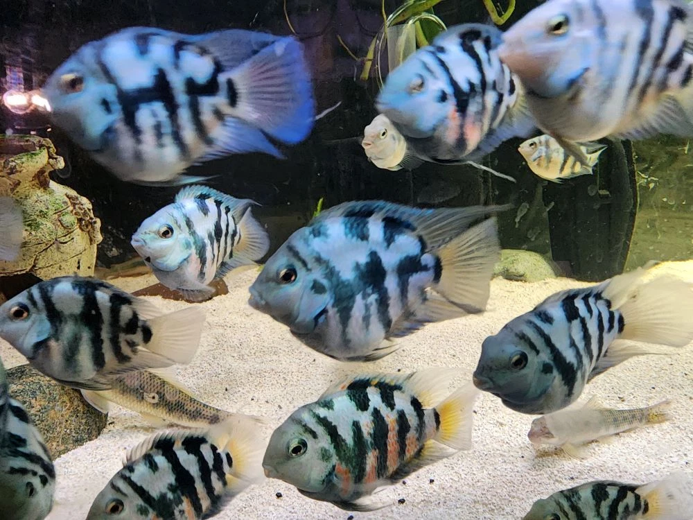 Polar Blue & White Parrot Cichlid