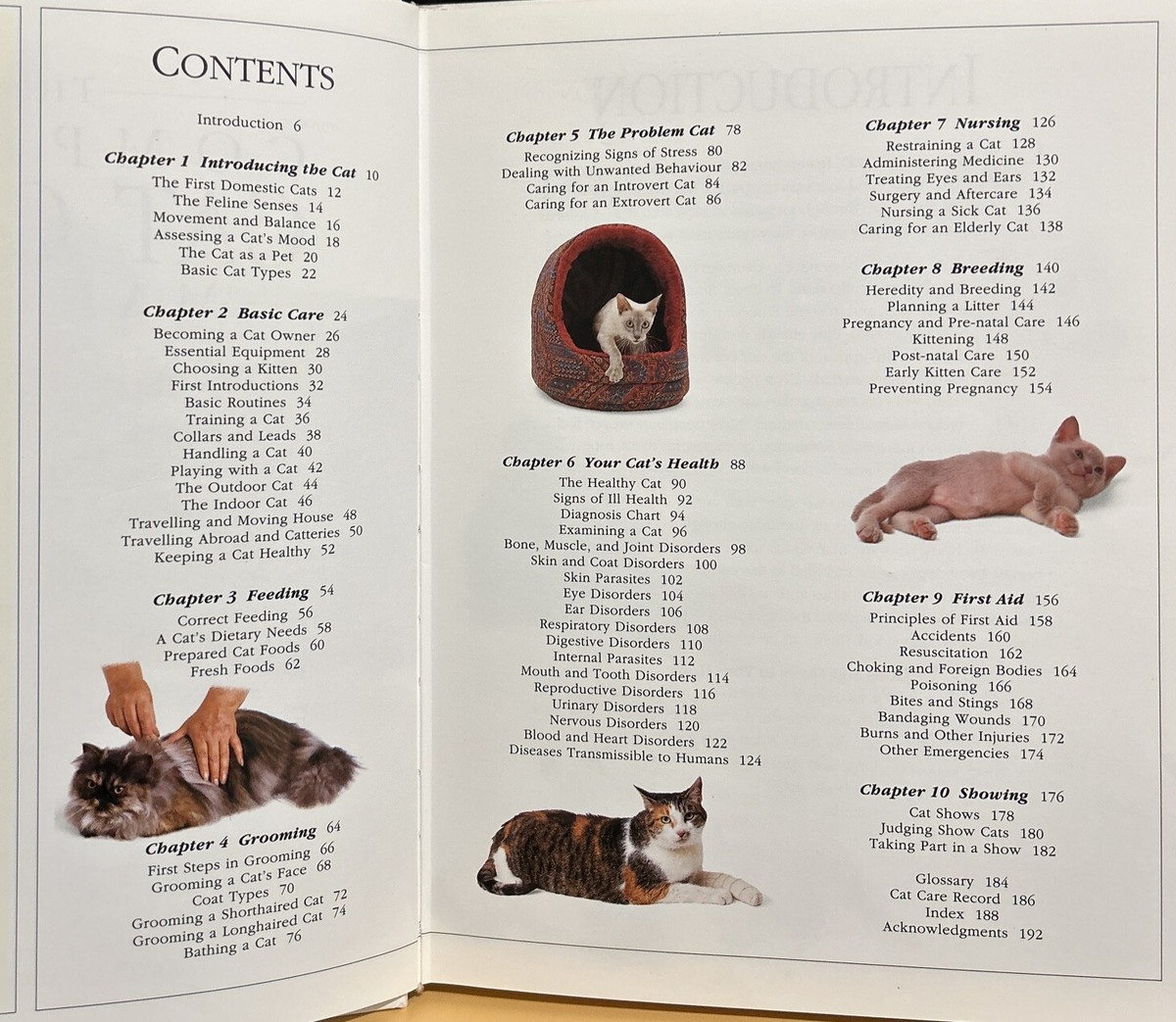 Animal Welfare 10 Fun Facts About Cats Animal Hospital Fun Facts