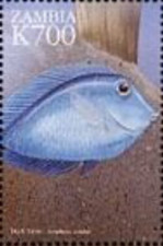 Zambia #Mi1041 MNH 1999 Blue Tang 826i