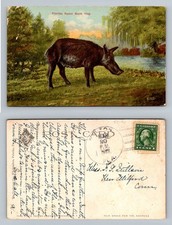 Palatka, FL-Florida, Florida Razorback Hog by Lake Scene c1913 Vintage Postcard