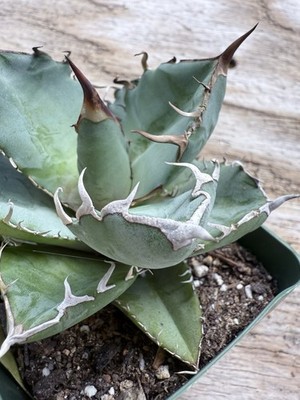 Agave titanota Oteroi Small Starter Plant. 3 1/4  Pot
