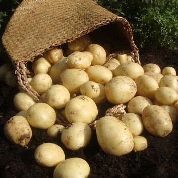 Seed Potato First Early Second Early Main Crop-Many Varieties 1Kg Seed Potatoes - Picture 46 of 69