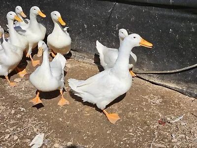 ANIMAL 12 Jumbo Pekin Hatching Duck Eggs