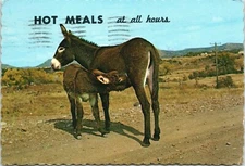 Hot Meals at All Hours Baby Foal & Mama Donkey Burro Nursing Vintage Postcard
