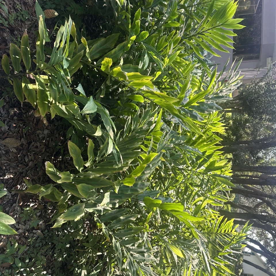 GIANT Shampoo Ginger Rhizome aka Awapuhi Pinecone Bitter Asian plant blooming - Image 4 of 4