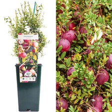 Cranberry Vaccinium Pilgrim | Deciduous Fruit Plant Shrub | 30-50cm