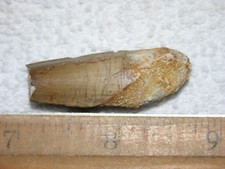 Dinosaur fossil tooth Spinosaurus Cretaceous Era bigger 1.5 inch long W16