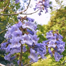 Paulownia tomentosa - paulonia (Alveolo forestale) - cm