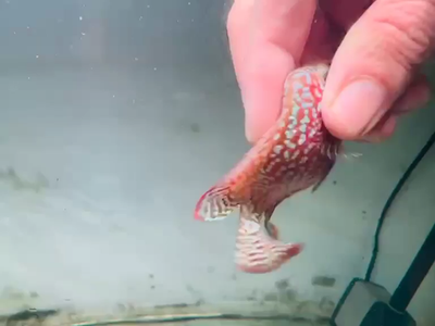 Red Kamfa F2 Galaxy Pearl Flowerhorn 7-9cm Male Fish PNPV KF2 | eBay
