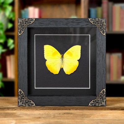 Orange vergitterter Schwefel Schmetterling im Barockstil Rahmen (Phoebis philea)