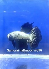 BETTA SAMURAI HALFMOON MALE LIVE FISH HIGH QUALITY 814
